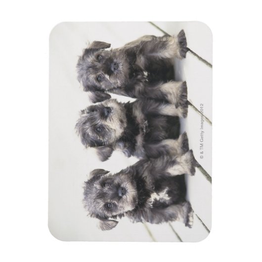 Miniatur Schnauzer Welpen Magnet (Vertikal)