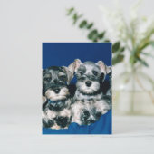 Miniatur Schnauzer Welpen Postkarte (Stehend Vorderseite)
