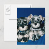 Miniatur Schnauzer Welpen Postkarte (Vorne/Hinten)