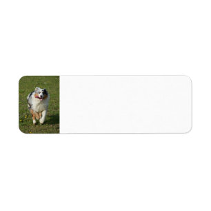 Miniaturamerikanischer Schäferhund Blauer Merle Ru
