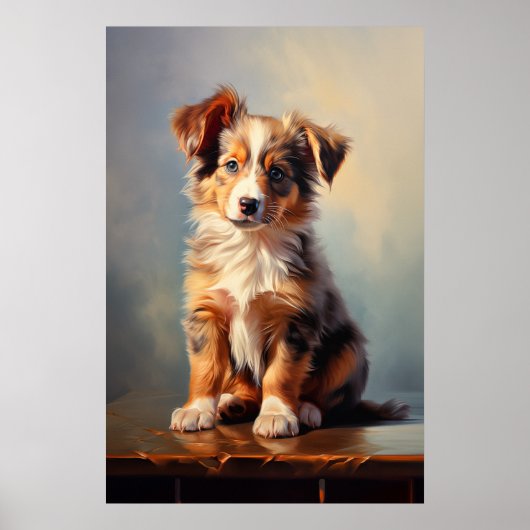 Miniaturamerikanischer Schäferhund Poster (Vorne)
