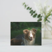 Miniaturamerikanischer Schäferhund Red Merle Postkarte (Stehend Vorderseite)
