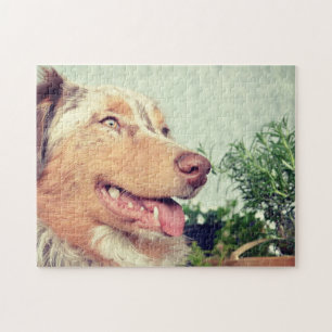 Miniaturamerikanischer Schäferhund Red Merle Puzzle
