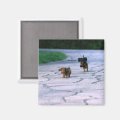 Miniaturansicht 3 magnet (Vorderseite/Rückseite)