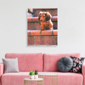 Miniaturansicht Dackel 5 Leinwanddruck (Insitu (Wohnzimmer))
