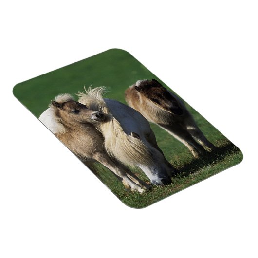 Miniaturbilder und Fohlen 1 Magnet (Rechte Seite)