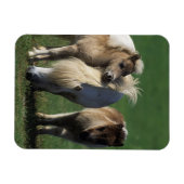 Miniaturbilder und Fohlen 1 Magnet (Horizontal)