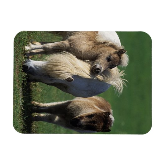 Miniaturbilder und Fohlen 1 Magnet (Horizontal)