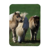 Miniaturbilder und Fohlen 1 Magnet (Vertikal)