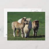 Miniaturbilder und Fohlen 1 Postkarte (Vorne/Hinten)