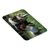 Miniaturbilder und Fohlen 2 Magnet (Rechte Seite)