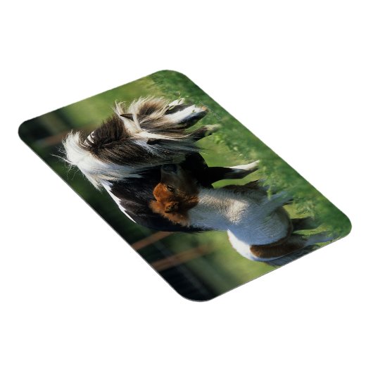 Miniaturbilder und Fohlen 2 Magnet (Rechte Seite)