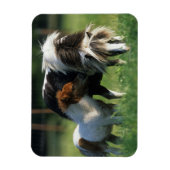 Miniaturbilder und Fohlen 2 Magnet (Vertikal)