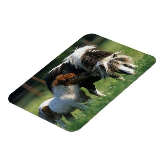 Miniaturbilder und Fohlen 2 Magnet (Linke Seite)