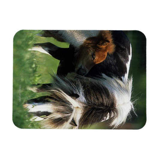 Miniaturbilder und Fohlen 2 Magnet (Horizontal)