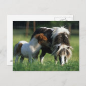 Miniaturbilder und Fohlen 2 Postkarte (Vorne/Hinten)