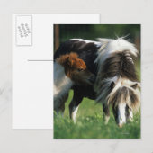 Miniaturbilder und Fohlen 2 Postkarte (Vorne/Hinten)