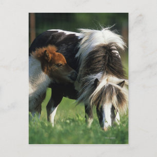 Miniaturbilder und Fohlen 2 Postkarte