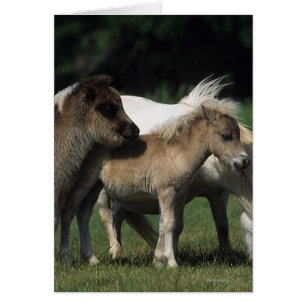 Miniaturbilder und Fohlen 3