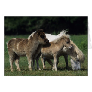 Miniaturbilder und Fohlen 3