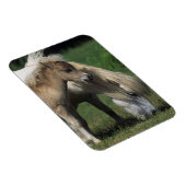 Miniaturbilder und Fohlen 3 Magnet (Rechte Seite)