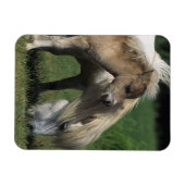 Miniaturbilder und Fohlen 3 Magnet (Horizontal)