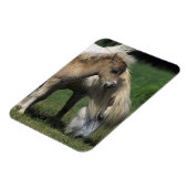 Miniaturbilder und Fohlen 3 Magnet (Linke Seite)