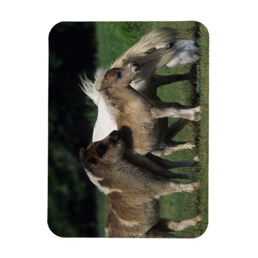 Miniaturbilder und Fohlen 3 Magnet (Vertikal)