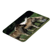 Miniaturbilder und Fohlen 3 Magnet (Linke Seite)