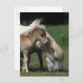 Miniaturbilder und Fohlen 3 Postkarte (Vorne/Hinten)