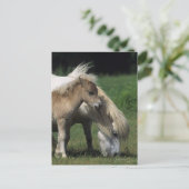 Miniaturbilder und Fohlen 3 Postkarte (Stehend Vorderseite)