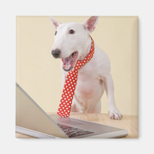 MiniaturBullterrier, der Laptop betrachtet, Magnet