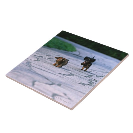 MiniaturDackel 3 Fliese (Seite)