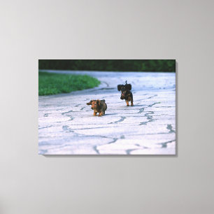 MiniaturDackel 3 Leinwanddruck