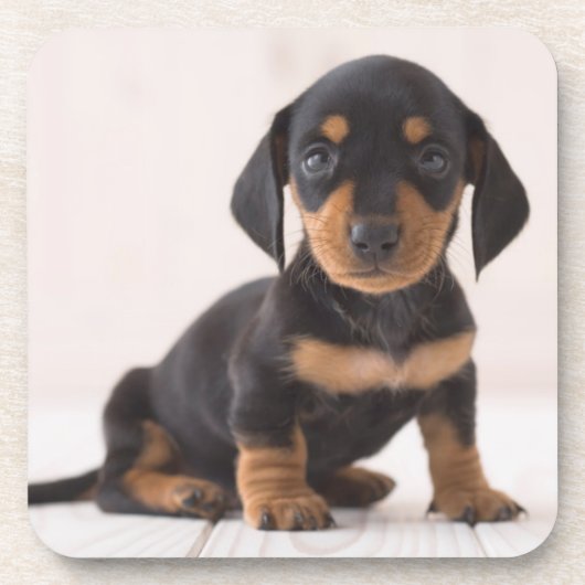 MiniaturDackel-Sitzen Untersetzer (Vorderseite)