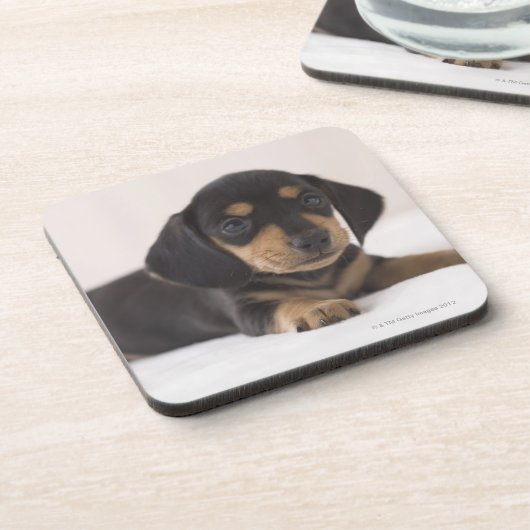 MiniaturDackel Untersetzer (Linke Seite)