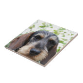 Miniaturdraht-behaarte Dackel Fliese (Seite)