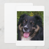 Miniature American Shepherd Black Tri Einladung (Vorne/Hinten)
