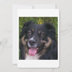 Miniature American Shepherd Black Tri Einladung
