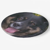 Miniature American Shepherd Black Tri Pappteller (Schrägansicht)