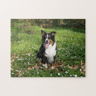 Miniature American Shepherd Black Tri Sitzend Puzzle