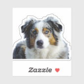 Miniature American Shepherd Blue Merle Aufkleber (Blatt)