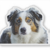 Miniature American Shepherd Blue Merle Aufkleber (Vorderseite)