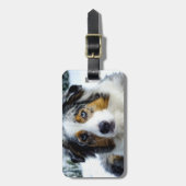 Miniature American Shepherd Blue Merle Gepäckanhänger (Vorderseite vertikal)