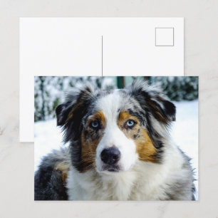 Miniature American Shepherd Blue Merle Postkarte