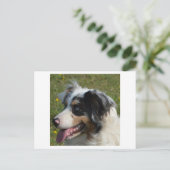 Miniature American Shepherd Blue Merle Postkarte (Stehend Vorderseite)