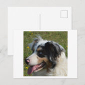 Miniature American Shepherd Blue Merle Postkarte (Vorne/Hinten)