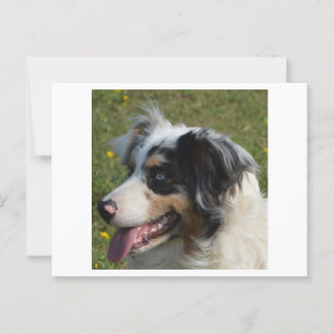 Miniature American Shepherd Blue Merle Postkarte