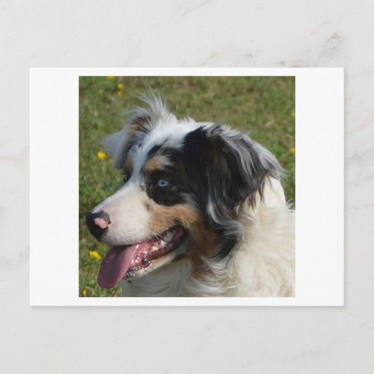 Miniature American Shepherd Blue Merle Postkarte (Vorderseite)