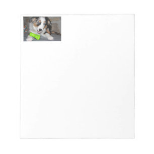 Miniature American Shepherd Blue Merle Puppy Notizblock